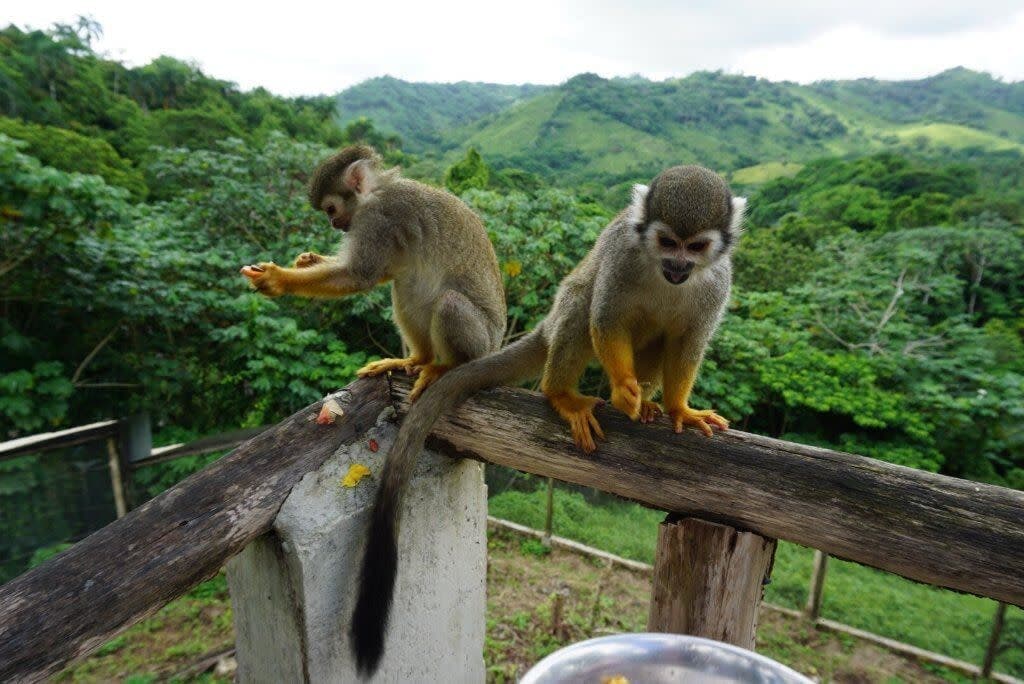 Punta Cana Monkeyland Half-Day Safari Guide - Family Trips in Punta Cana