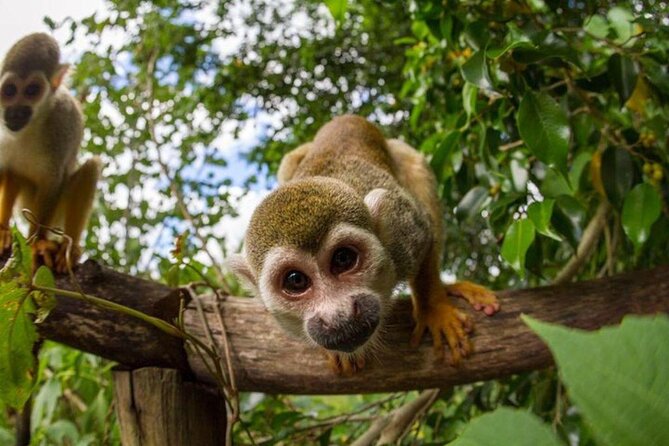 Punta Cana Monkey Land Half-Day Safari and Plantation tour with squirrel monkeys