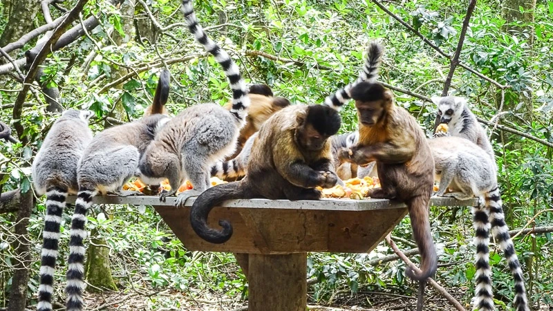 Monkey Land Punta Cana squirrel monkey interaction and tropical nature