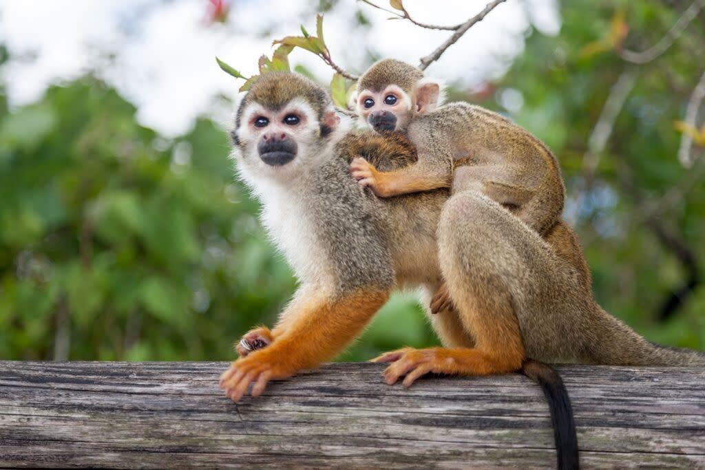 Monkey Land Punta Cana travel tips for families couples and first-time visitors